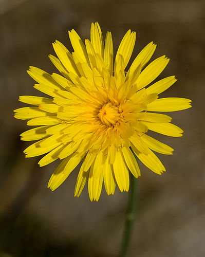 Hieracium lachenalii